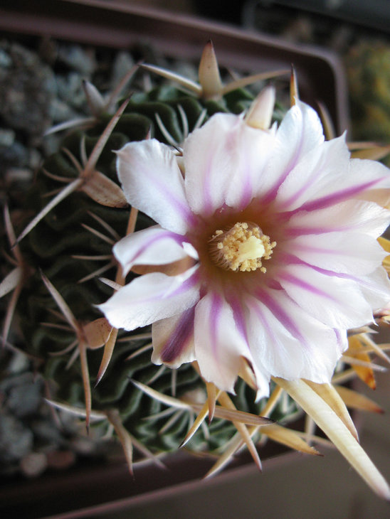 Echinofossulocactus acroacanthus