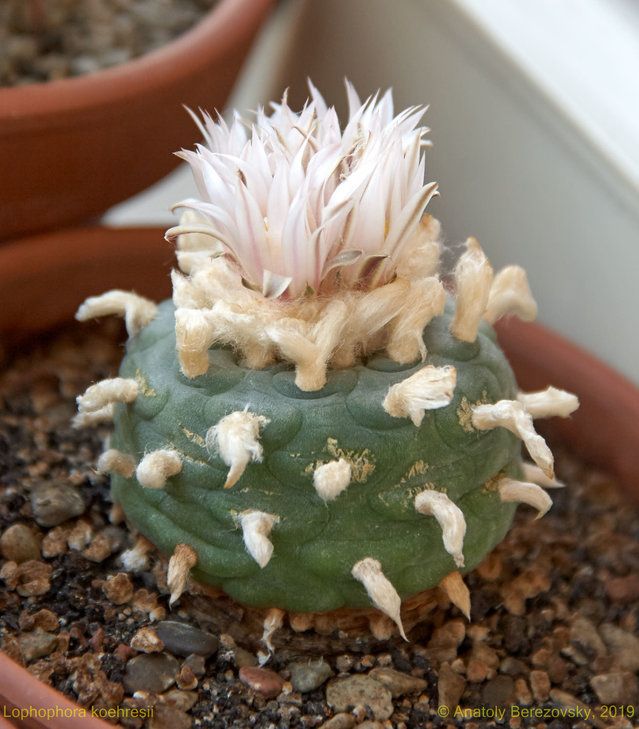 Lophophora koehresii