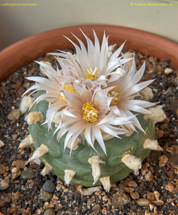 Lophophora koehresii
