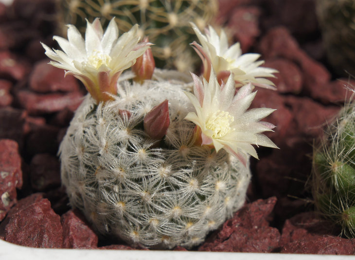 Mammillaria duwei 3.JPG