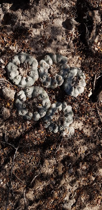 Lophophora williamsii, Real de Catorce, SLP (фото psierraw)