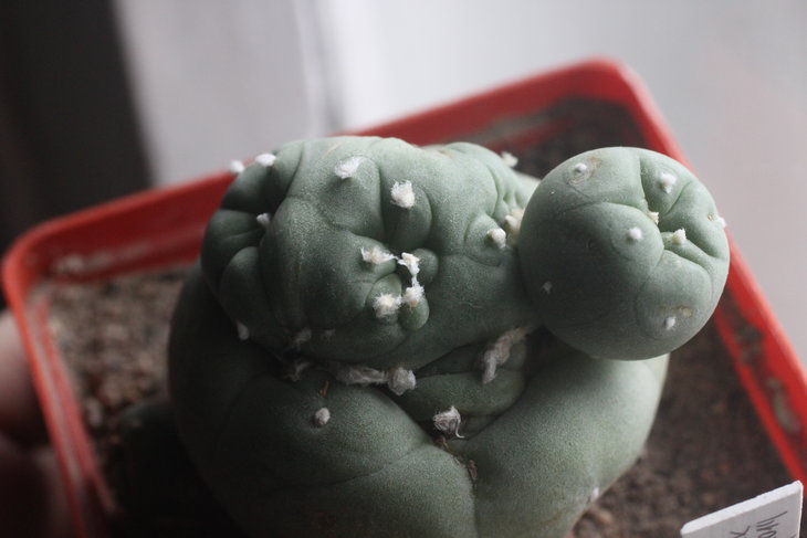 Lophophora diffusa с повреждением апекса, политомия