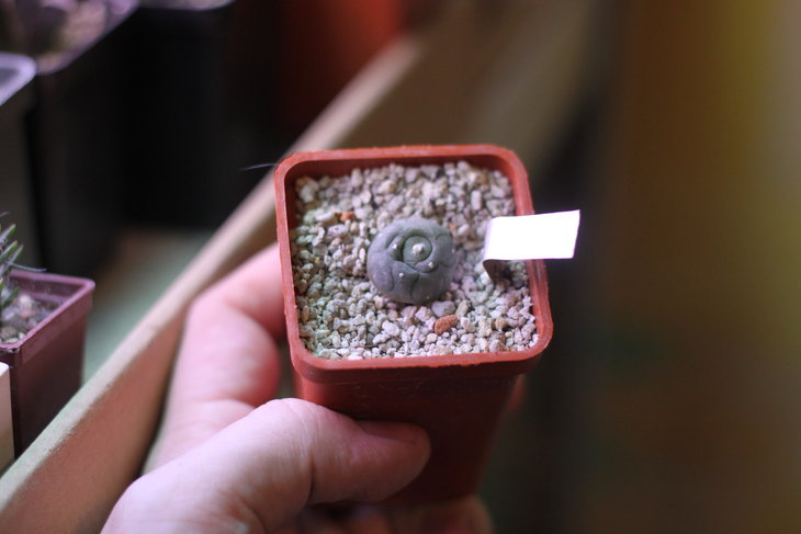 Lophophora williamsii без точки роста