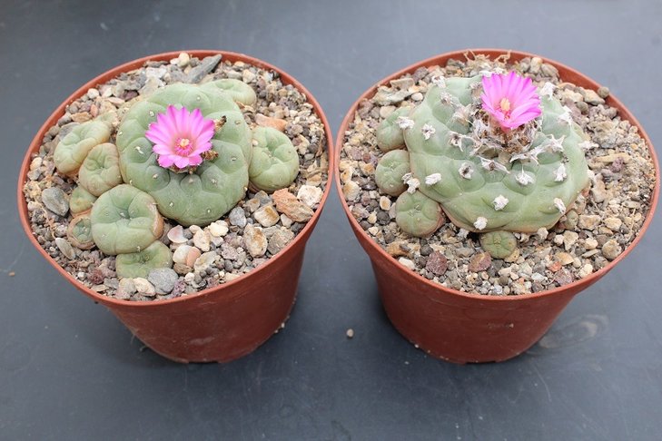 Lophophora jourdaniana(willamsii)