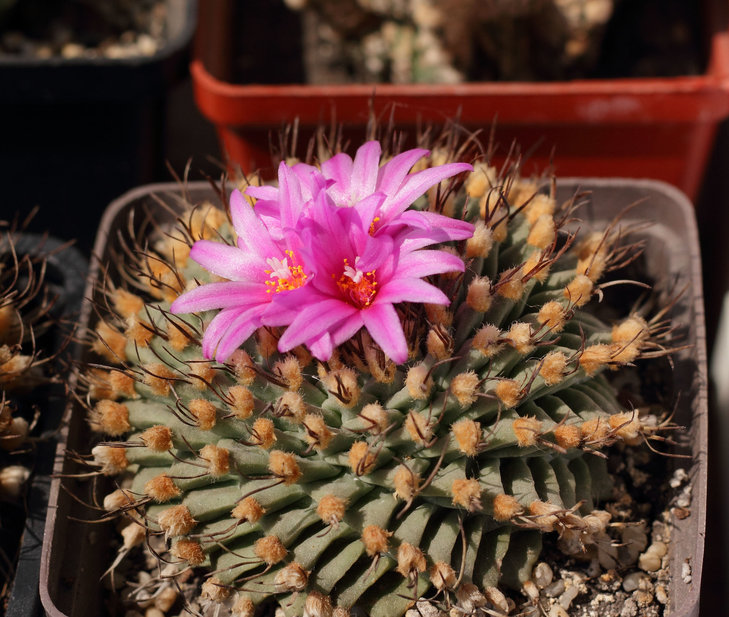Turbinicarpus alonsoi