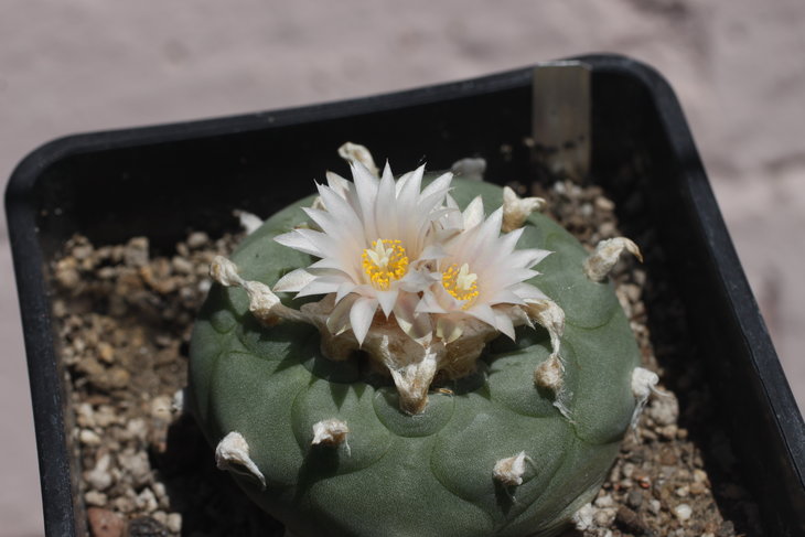 Lophophora koehresii