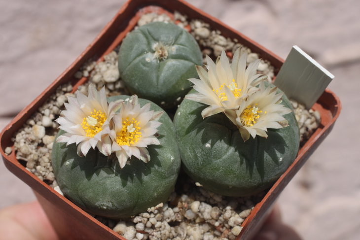 Lophophora koehresii MZ1199 San Francisco, SLP