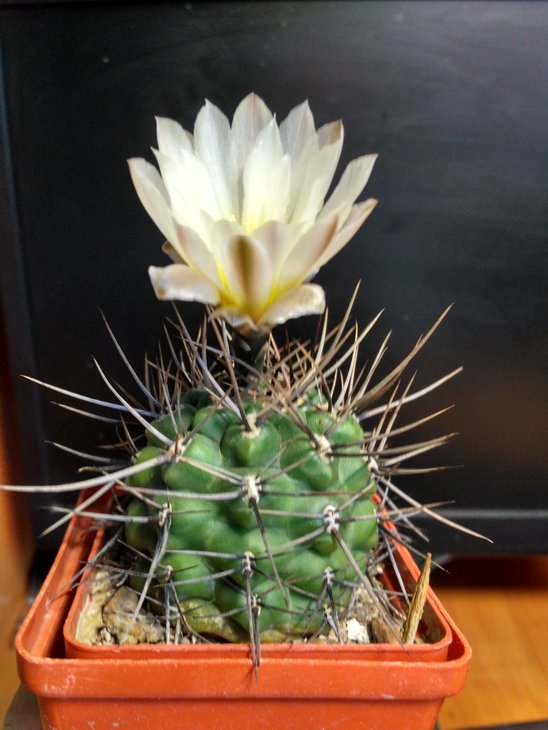 Gymnocalycium fischeri v.suyuquense VS8 n.ElVolcam