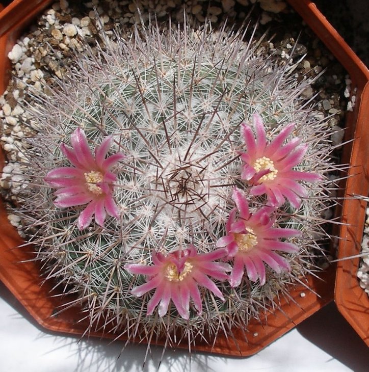 Mammillaria lindsayi v. rubriflora.jpg