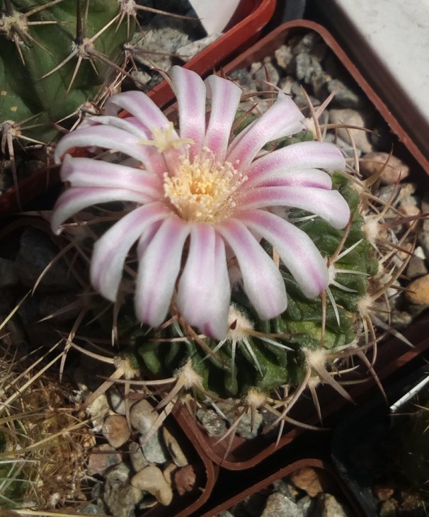 Echinofossulocactus sp.