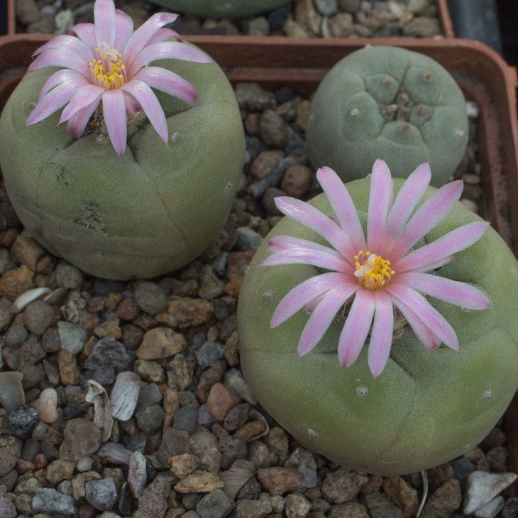 L.fricii f.gigantea, KS198; растение Виталия Широкоступа