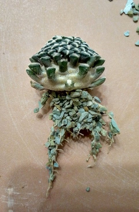 Ariocarpus kotchoubeyanus albiflorus