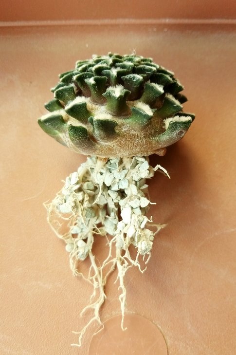 Ariocarpus kotchoubeyanus albiflorus