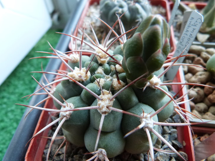 Gymnocalycium ambatoense