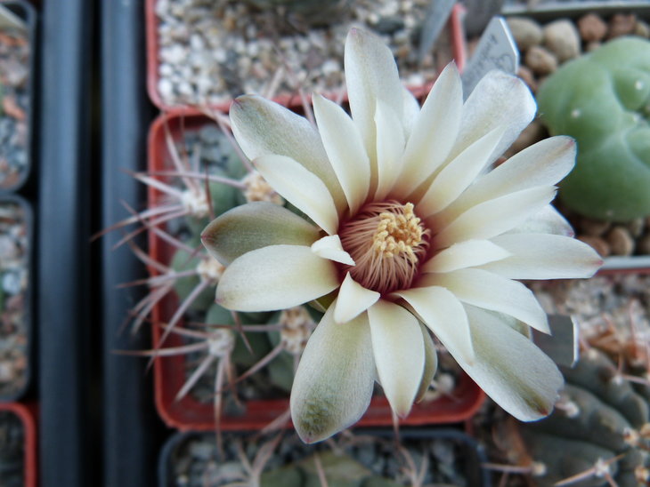 Gymnocalycium ambatoense