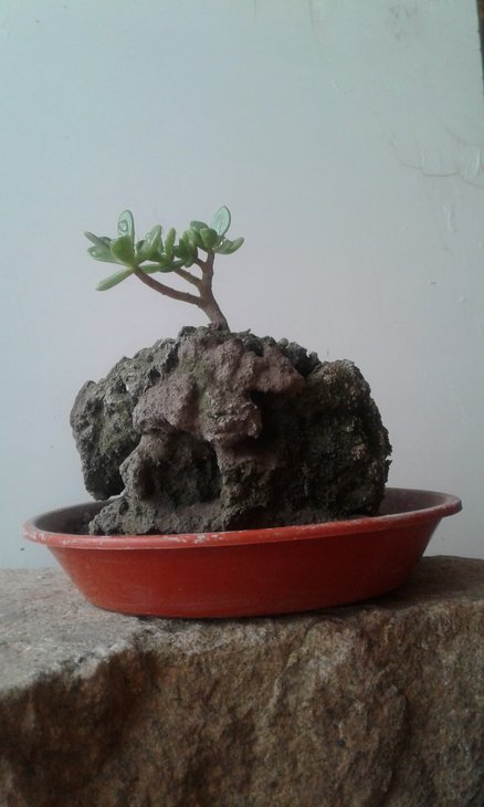 Sedum dendroideum var. praealtum в таких &quot;парабонсаїчних&quot; умовах розвивається набагато повільніше, ніж зазвичай