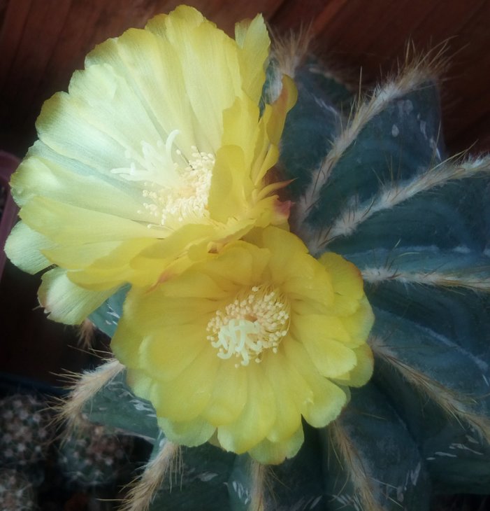 Eriocactus magnificus