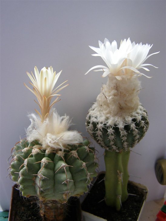 Discocactus salicicola & horstii 4 (760 x 1013).jpg