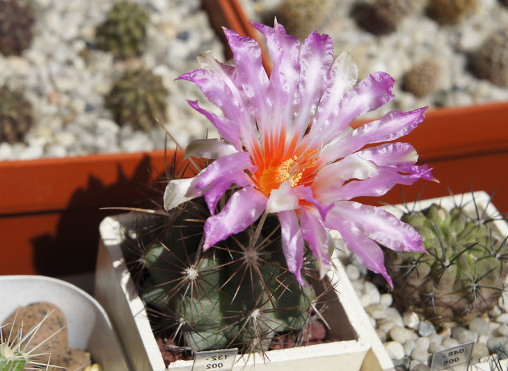 Thelocactus bicolor v. commodus