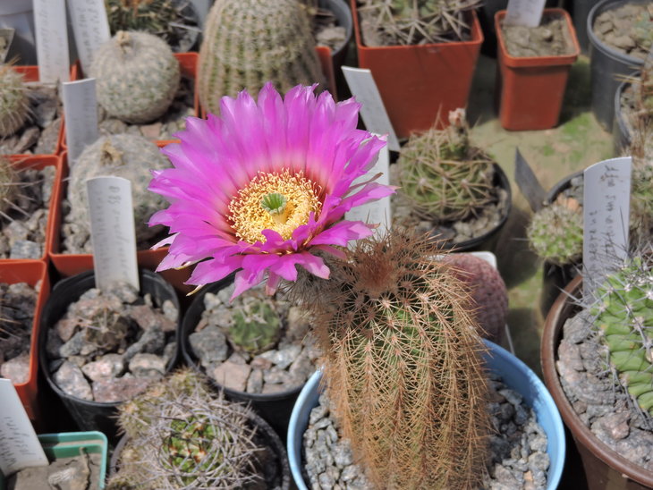 Echinocereus baileyi