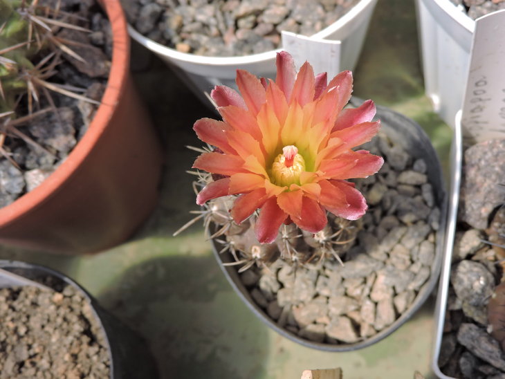 Neochilenia atra