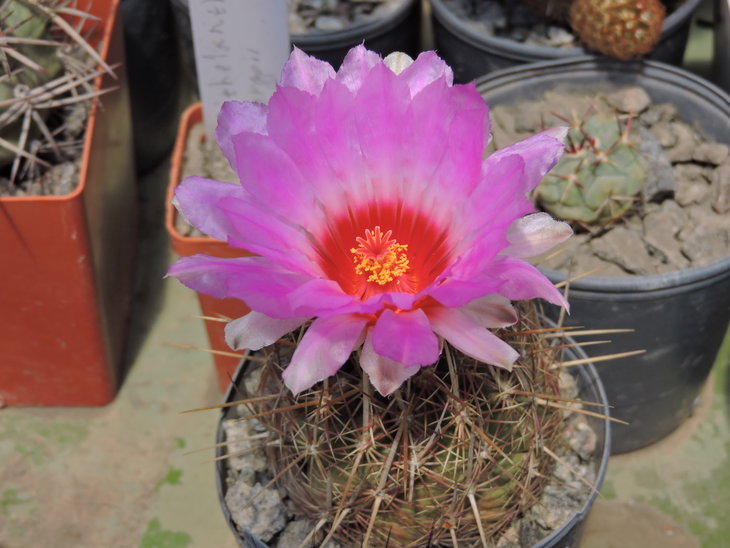 Thelocactus bicolor aff