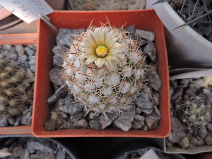 Escobaria robbinsorum