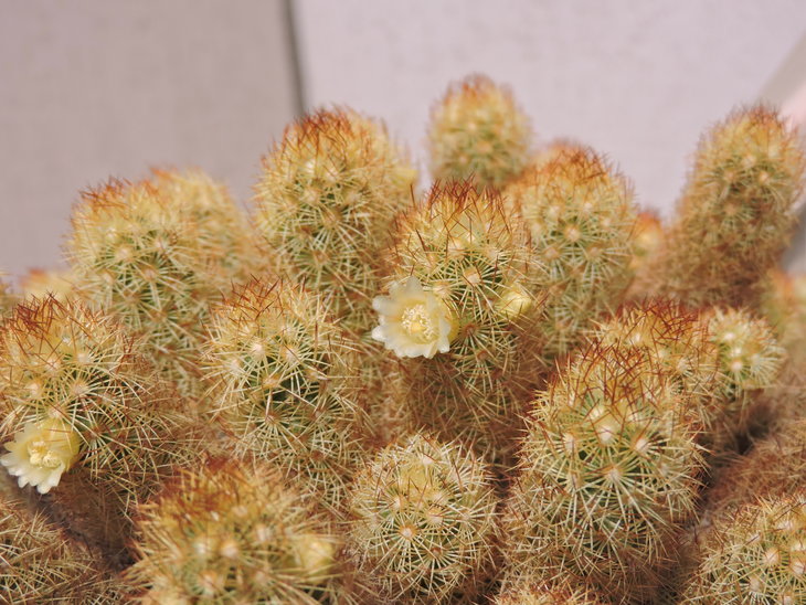 Mammillaria elongata
