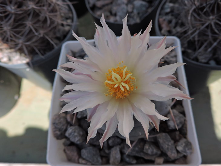 Thelocactus hexaedrophorus