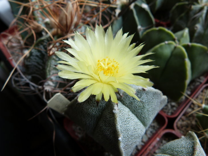 Astrophytum myriostigma v. quadricostatum