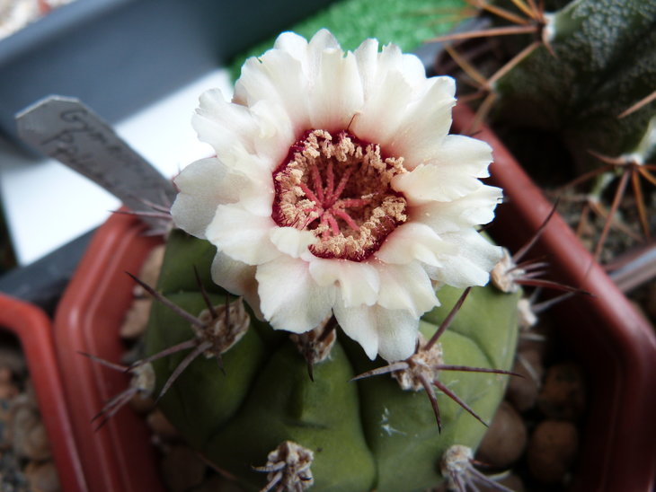 Gymnocalycium pflanzii