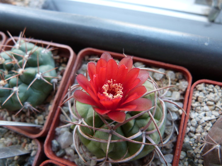 GYMNOCALYCIUM tillianum
