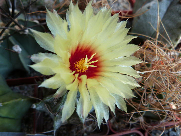 .Astrophytum capricorne