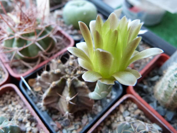 Gymnocalycium mihanovichii