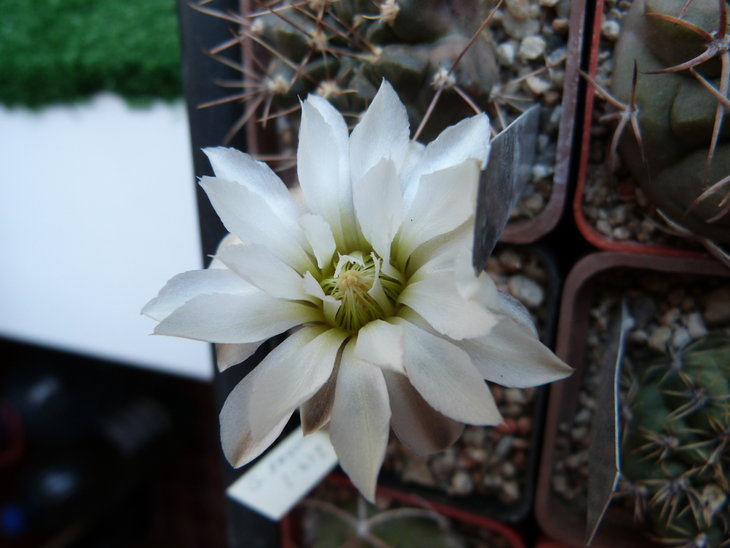 Gymnocalycium ragonesei