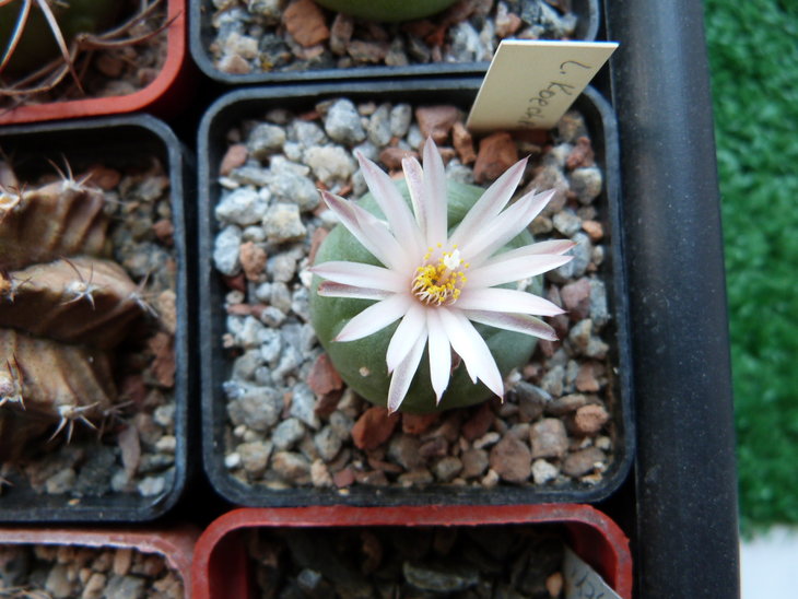 LOPHOPHORA koehresii