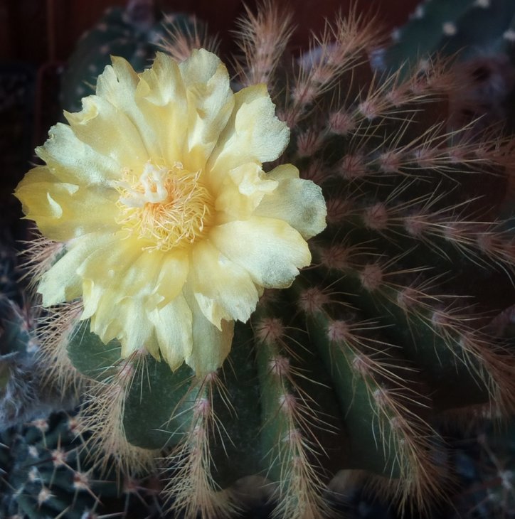 Eriocactus warasii