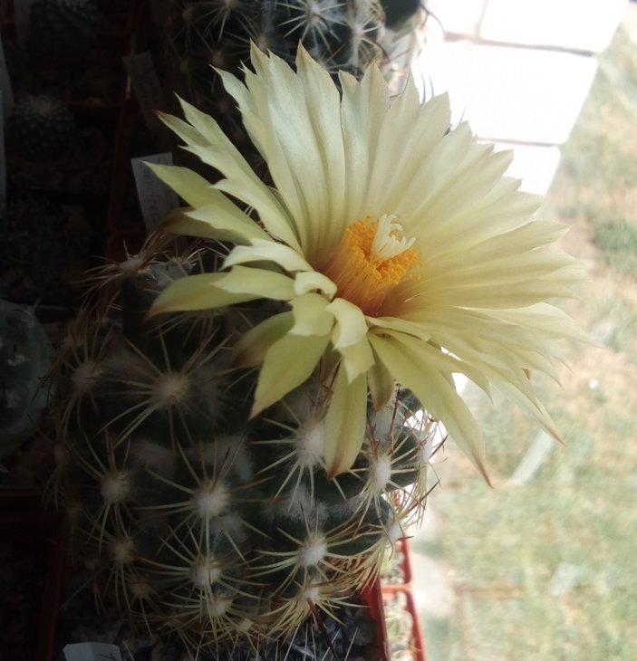 Coryphantha cornifera