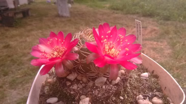 Lobivia schieliana.