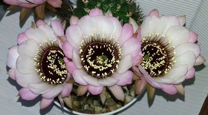 Lobivia-jajoiana-Anemone (Тринита Элена) 3.png