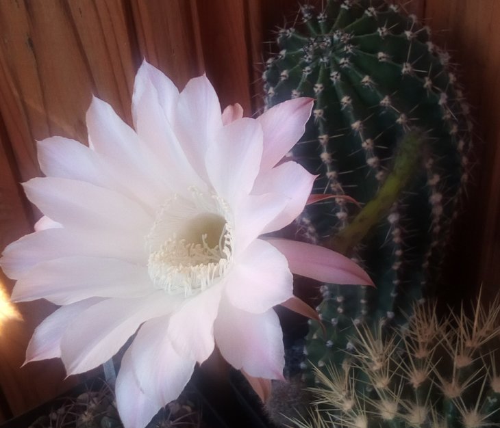 E. turbiflora