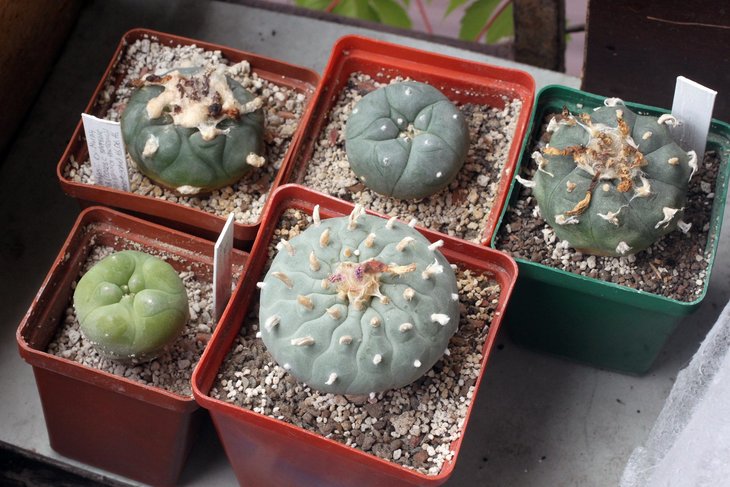 lophophora_epidermis_colour.jpg