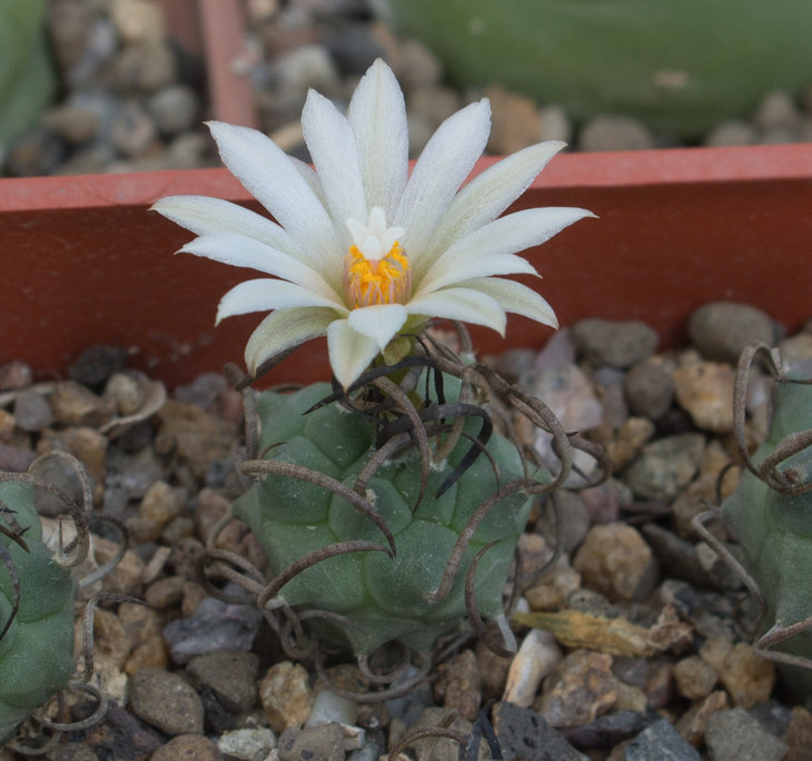 T.schwartsii longispinus, BO494 Municipio Guadalcazar SLP_семена Дмитрия Самогородского
