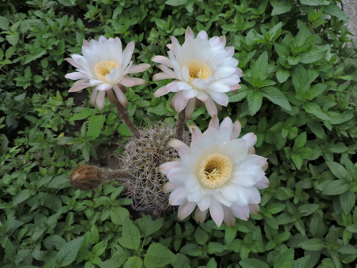 Echinopsis sp sierra villicum(melanopotamica aff)