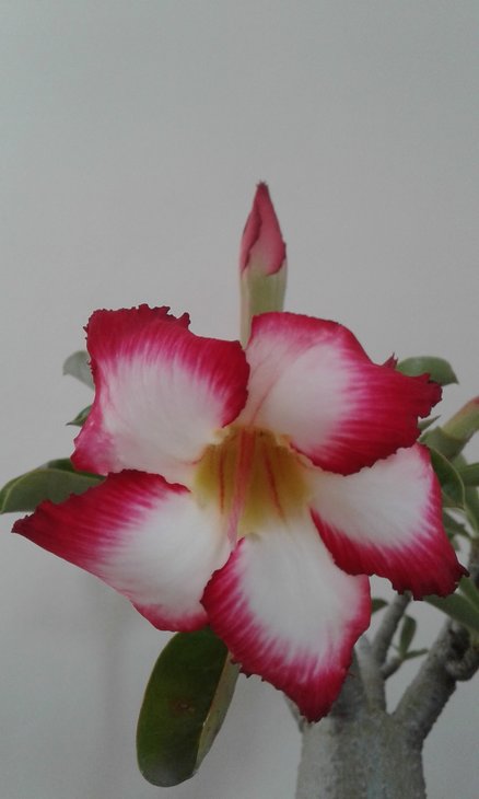 Adenium obesum