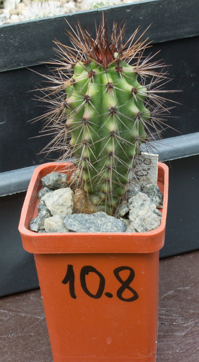 F.wislizeni subsp.herrerae, BKLM 978, семена Petr Kupcak