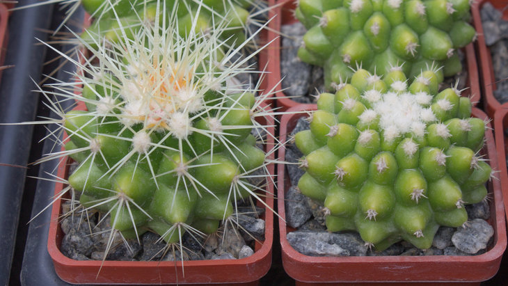 E.grusonii inermis, Piltz (7528)