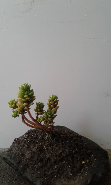 Sedum luteoviridis на пологому базальтовому схилі