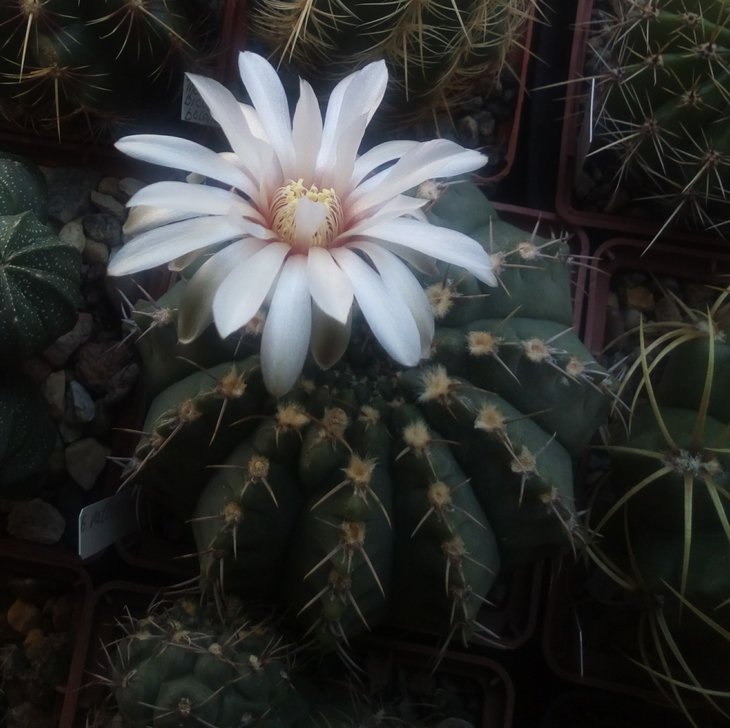 Gymnocalycium vatteri