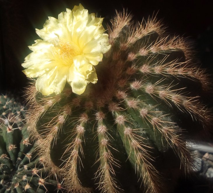 Eriocactus warasii
